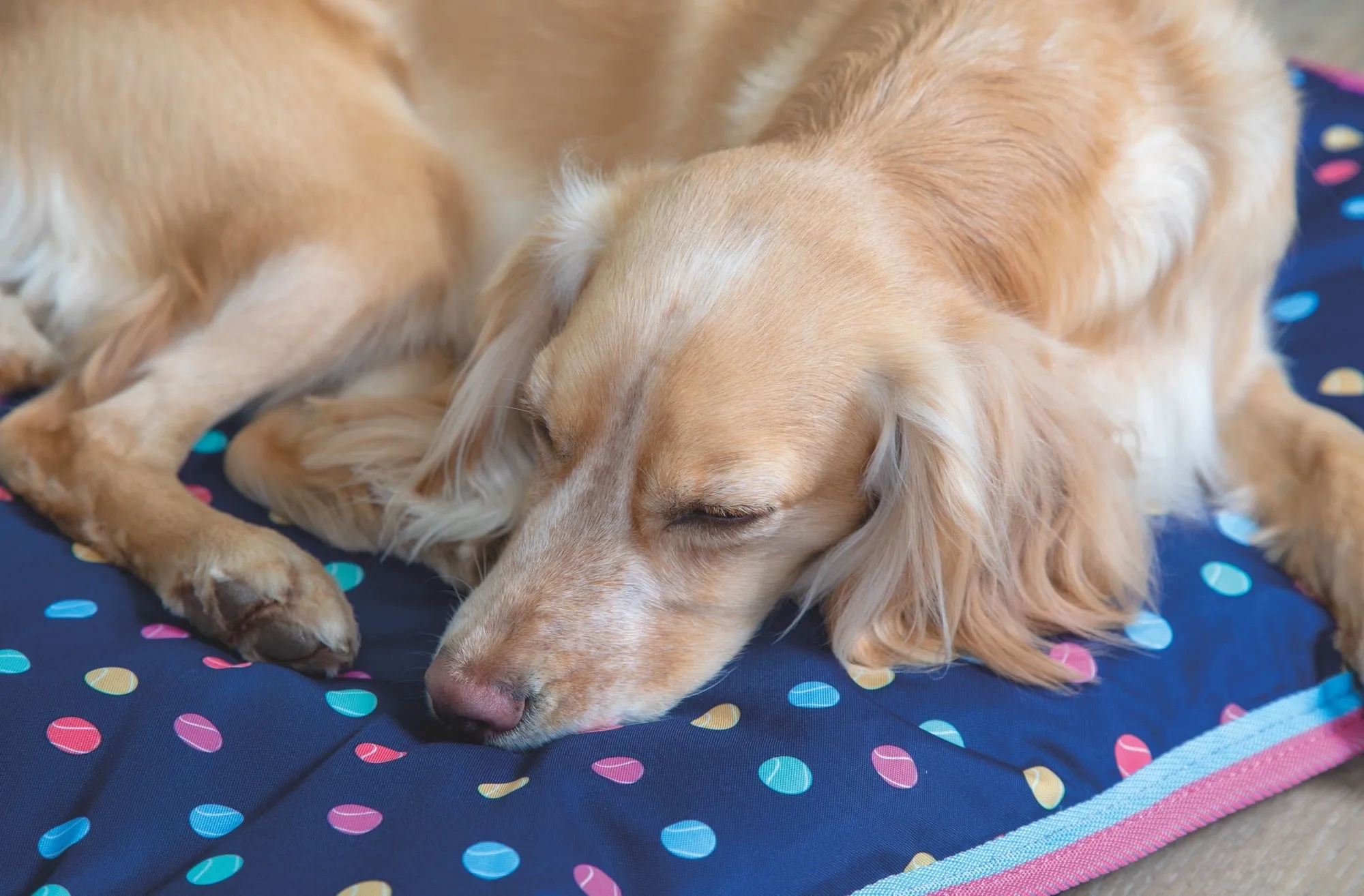 Digby & Fox Waterproof Dog Bed